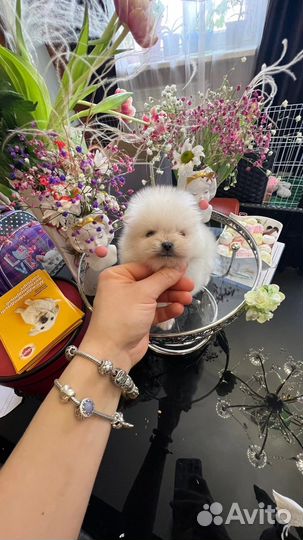 Щенки шпица mini мишка