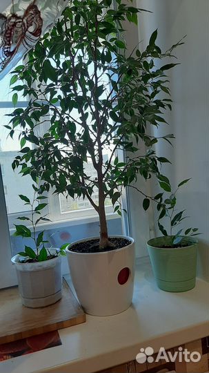 Фикус бенджамина