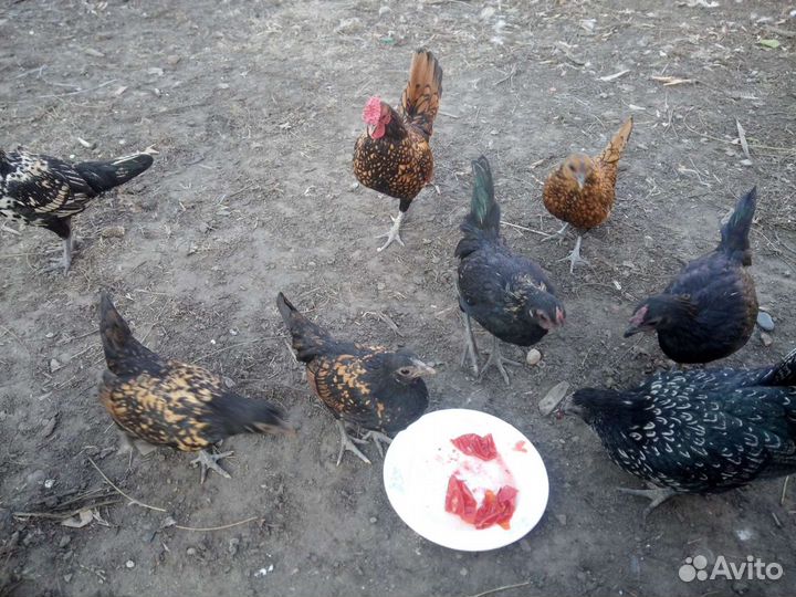 Декоративные куры