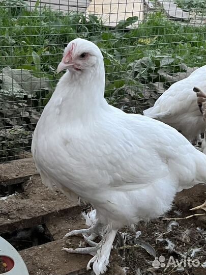 Куры маран белый