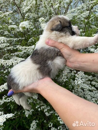 Щенки в добрые руки