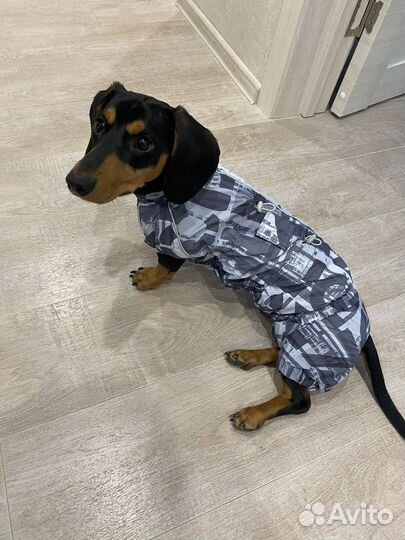 Комбинезон для таксы