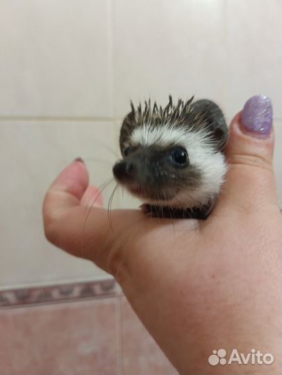 Африканский ёжик