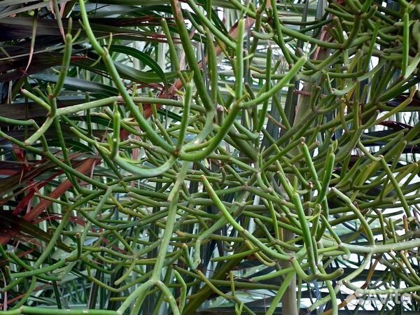 Комнатные цветы