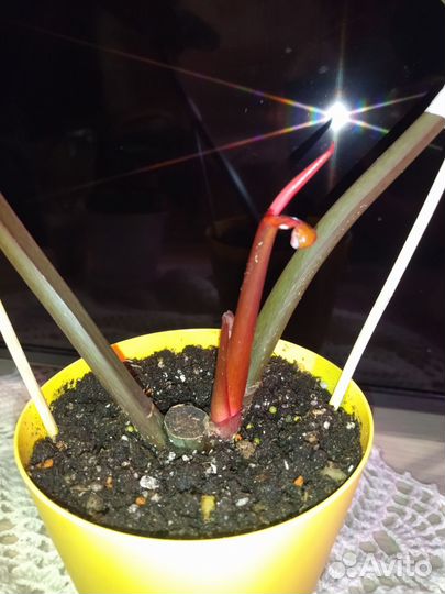 Филодендрон Принц Оранж