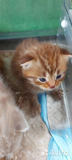 Шотландские котята