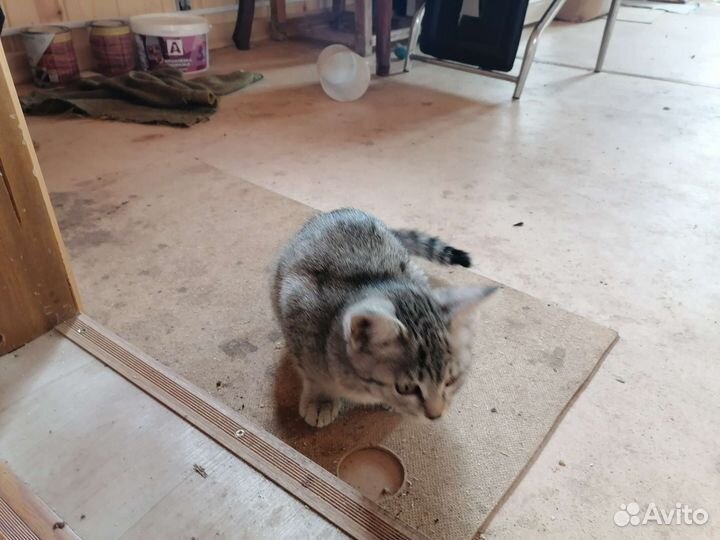 Отдам бесплатно котят