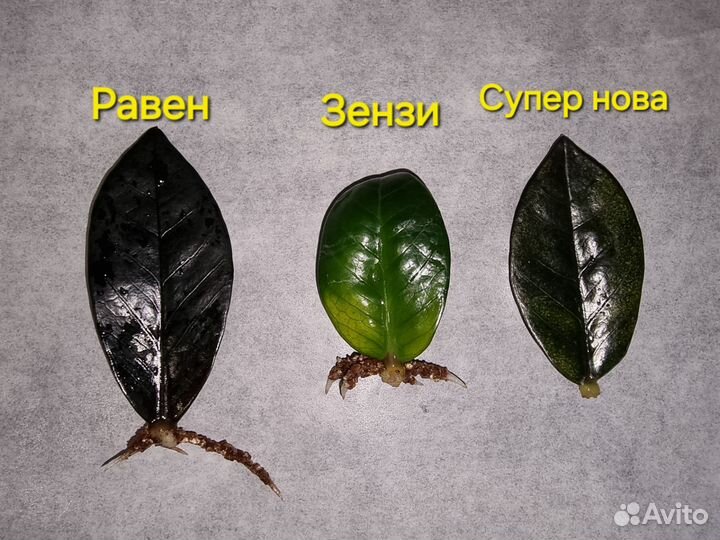 Набор Зензи, Равен, Супер нова