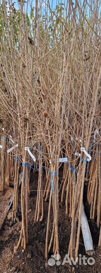 Саженцы шелковица