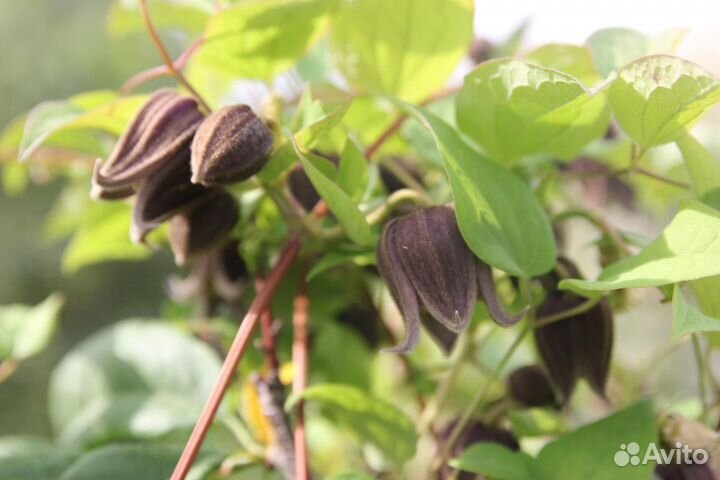 Садовые цветы и растения