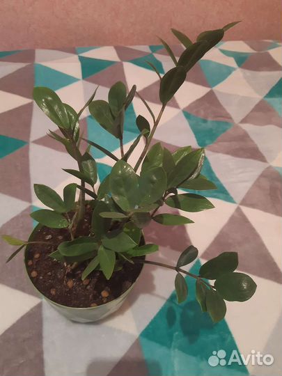 Замиокулькас