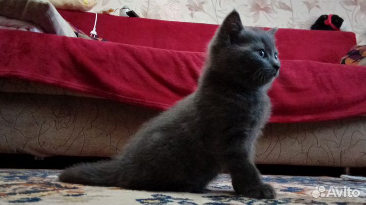 Британская кошечка
