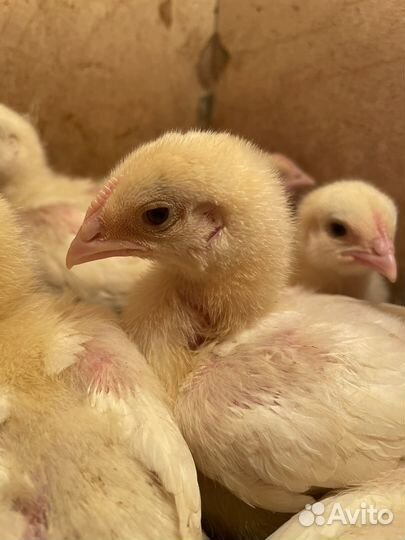 Подрощеный Бройлер. Индюшата Биг-6