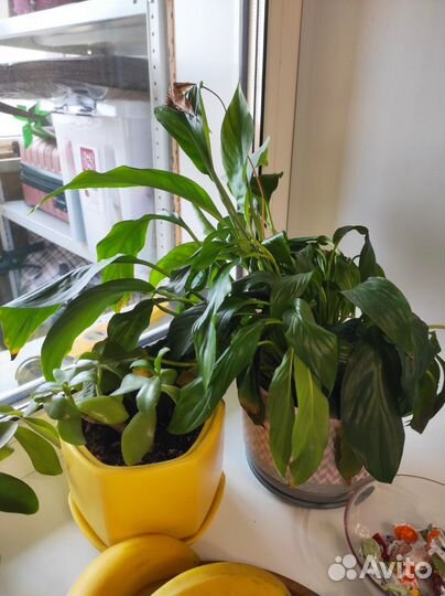 Комнатные цветы