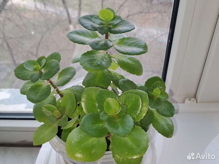 Комнатные цветы каланхоэ