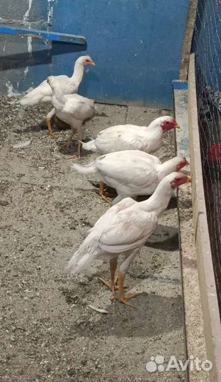 Турки белые