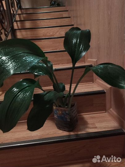 Эухарис. Амазонская лилия