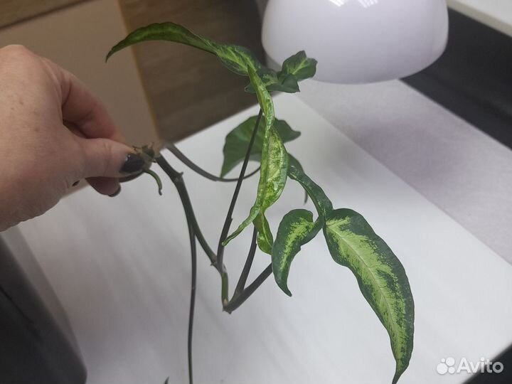 Сингониум срез