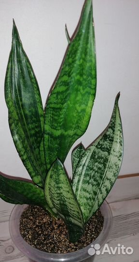 Сансевиерия Муншайн мутант Каспер