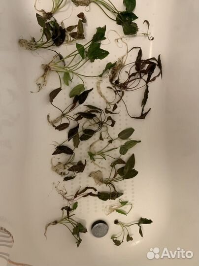 Криптокорина, разные виды