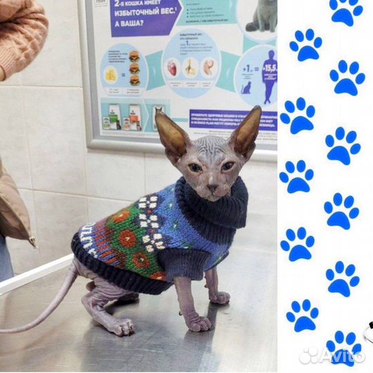 Вызов ветеринарного врача на дом