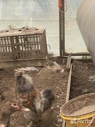 Курочка с петушком молодые 11 месяцев