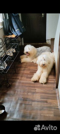 Бобтейл щенки