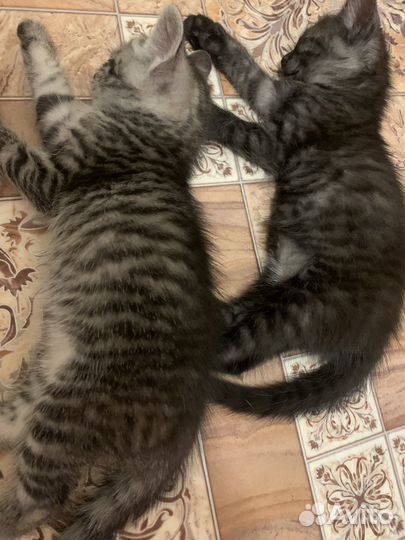 Котята отдам в добрые руки бесплатно