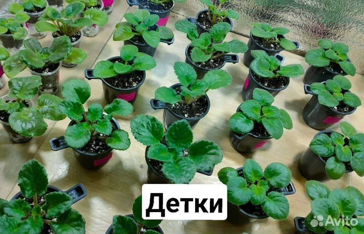 Фиалка в горшках