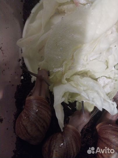 Улитки архахатины