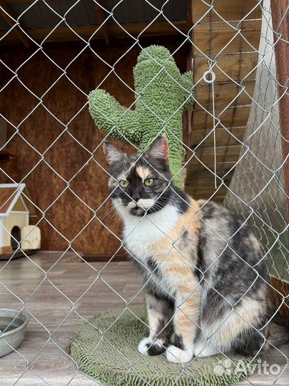 Кошка Василиса ищет семью