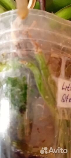 Орхидея фаленопсис Little Gam Stripes