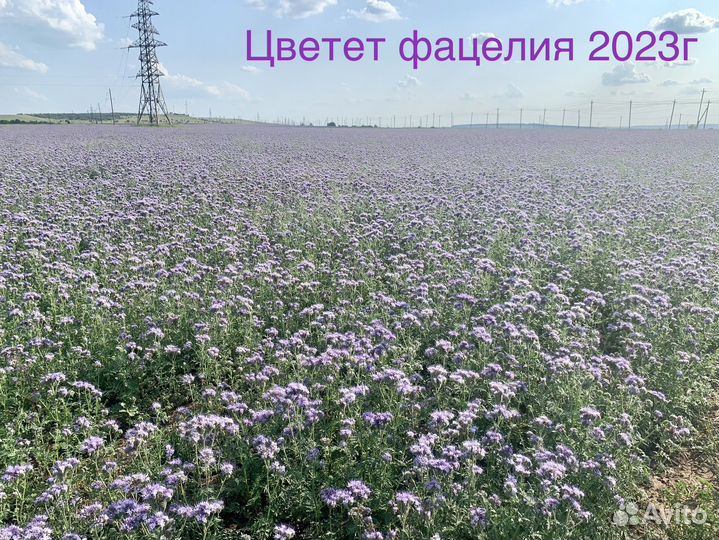 Семена фацелии
