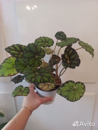 Бегония тигровая