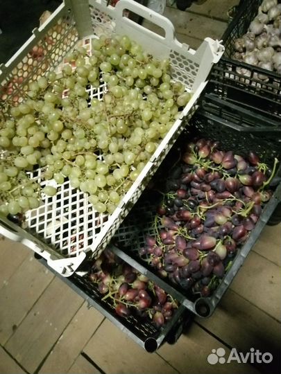 Виноград черенки