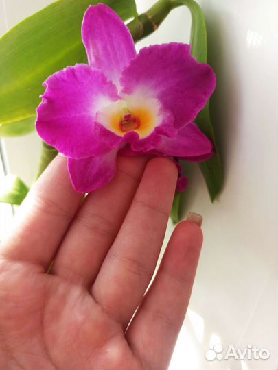 Орхидея дендробиум нобиле