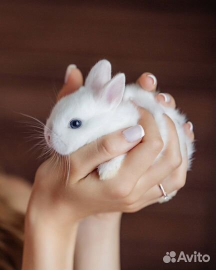 Карликовые крольчата с голубыми глазами