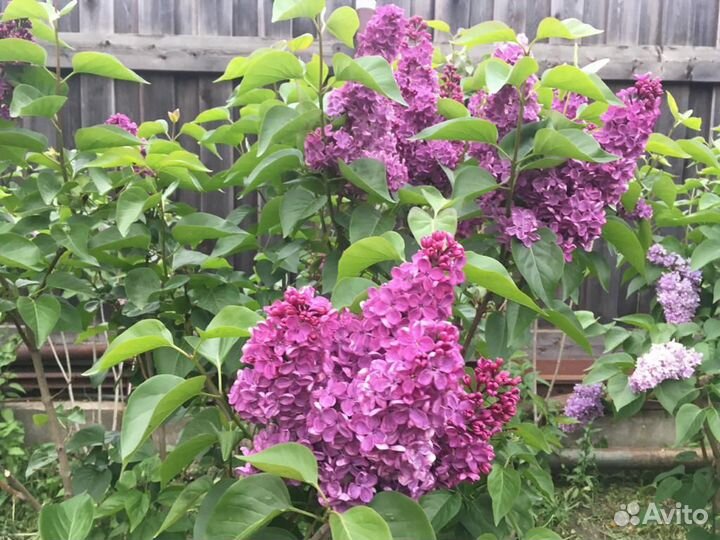 Сирени сортовые