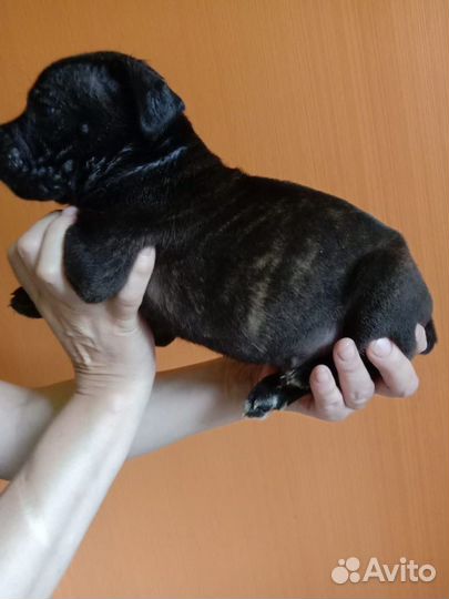 Щенки кане корсо