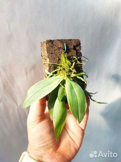 Орхидея. Фаленопсис. Phalaenopsis parishii