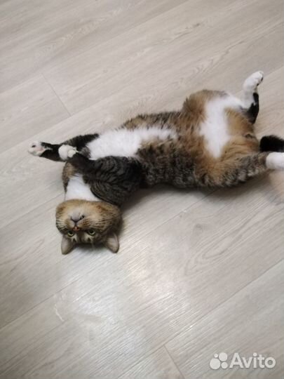 Красавец котик ищет кошечку для вязки