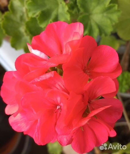 Сортовая пеларгония