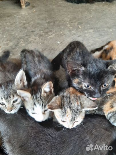 Котята в добрые руки