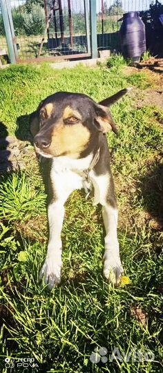 Стаффордширский терьер щенки помесь