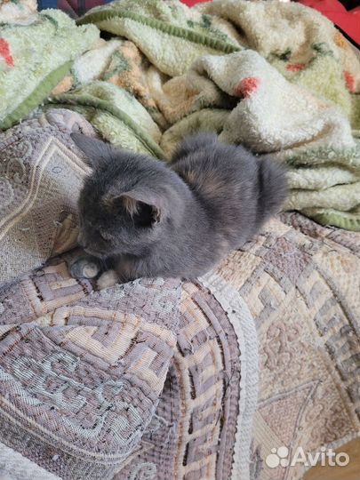 Котенок 2 месяца девочка