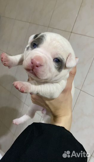 Щенки питбуля