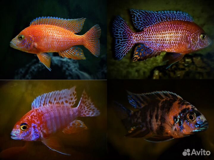 Продам Цихлид и декорации