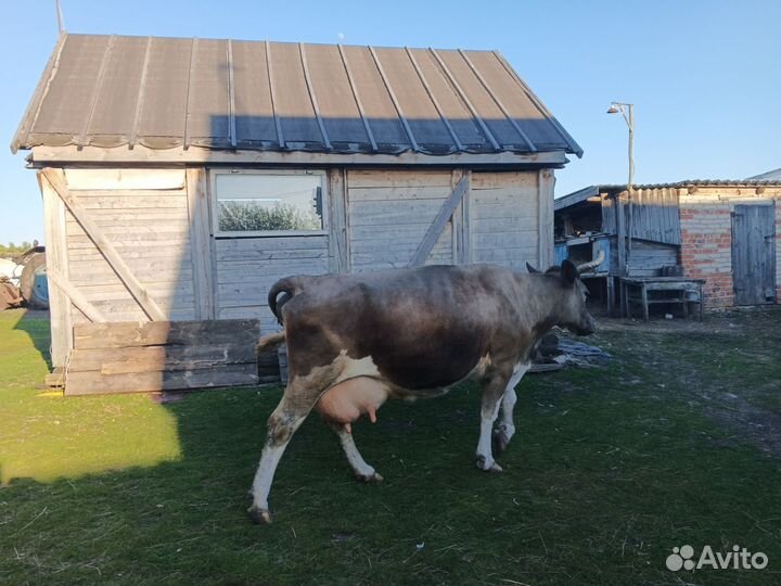 Коровы дойные с телятами