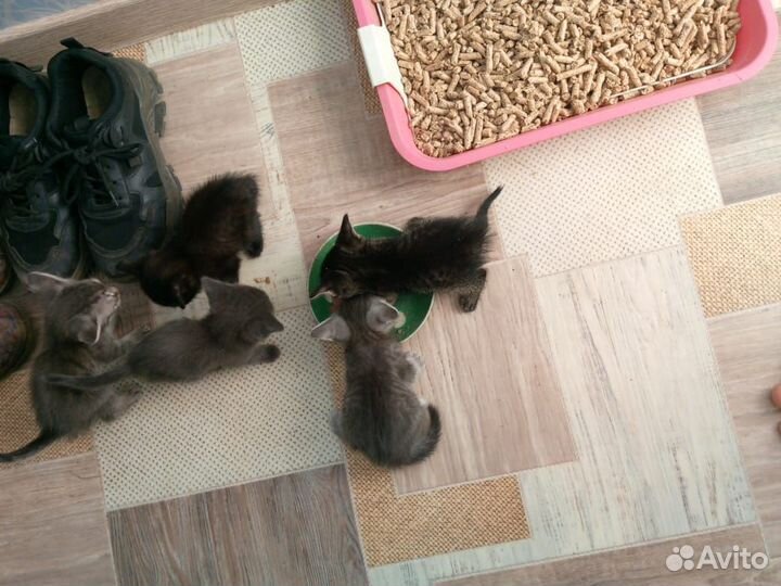 Котята в добрые руки