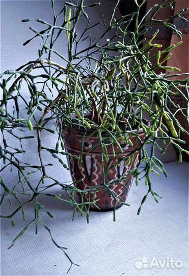 Хатиора/рипсалис -цветок/растение комнатное